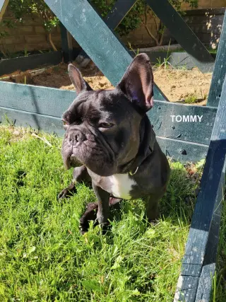 TOMMY