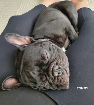 TOMMY