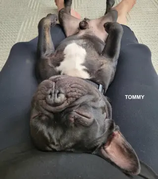 TOMMY