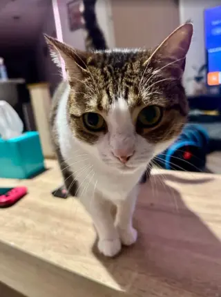 Tabitha