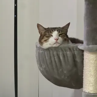 Tabitha