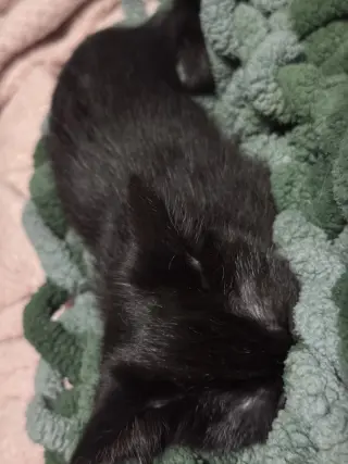 Baby Spicey