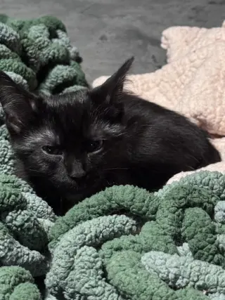 Baby Spicey