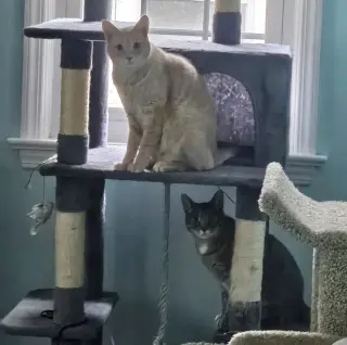 Chippy and P. Willow