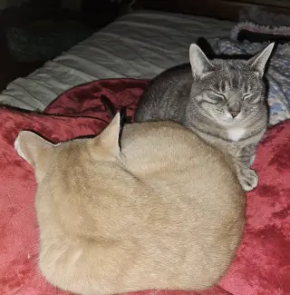Chippy and P. Willow