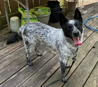 Stella