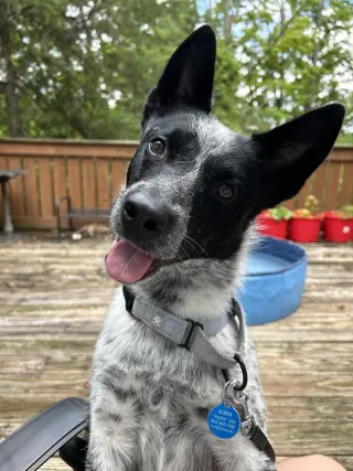 Stella