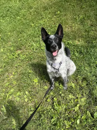 Stella