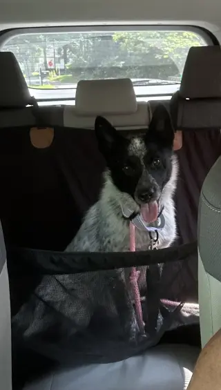 Stella