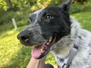 Stella