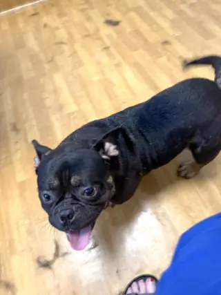 Meatball