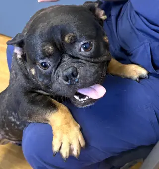 Meatball