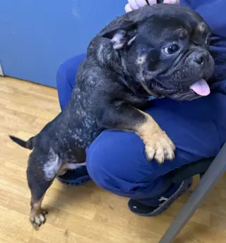 Meatball