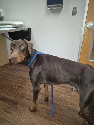 Truman