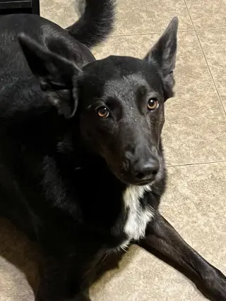 Rosie