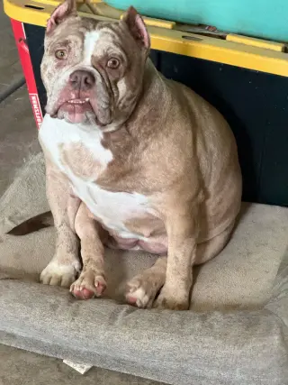 Pixel
