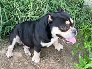 Dozer