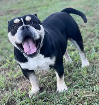 Dozer