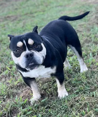 Dozer