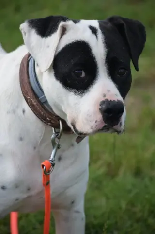 Archer