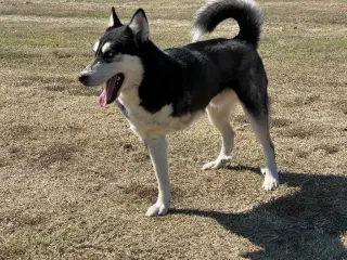 Amos