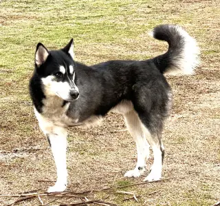 Amos