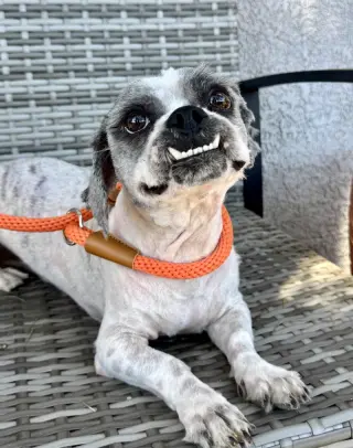Gizmo