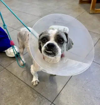 Gizmo