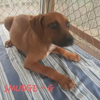 Smudge (3mo, 20lbs)