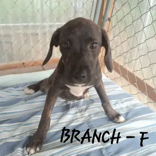 Branch (3mo, 20lbs)
