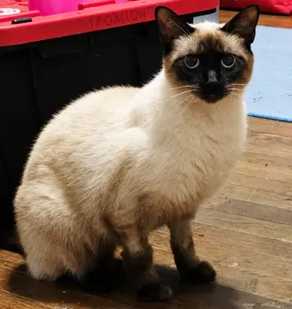 Oreo