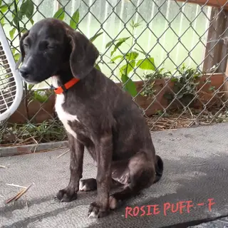 Rosie Puff (3mo, 22lbs)