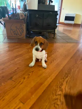 Brian (13wo, 16lbs)