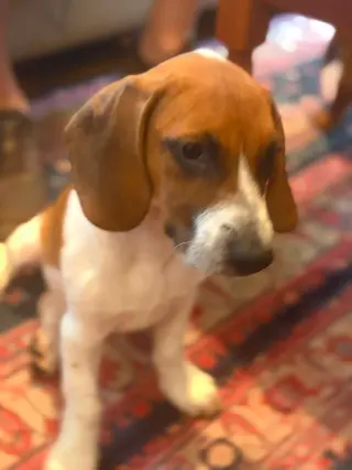 Brian (13wo, 16lbs)