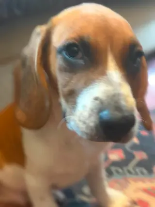 Brian (13wo, 16lbs)
