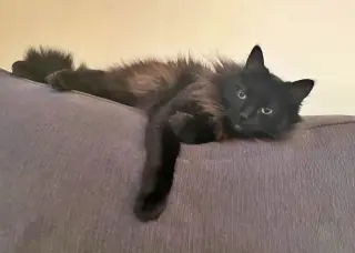 PAPA #1989 - Offered by Owner - Long Haired Senior