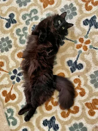 PAPA #1989 - Offered by Owner - Long Haired Senior