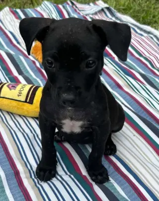 Bailey