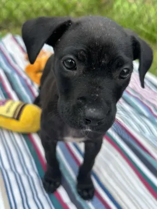 Bailey