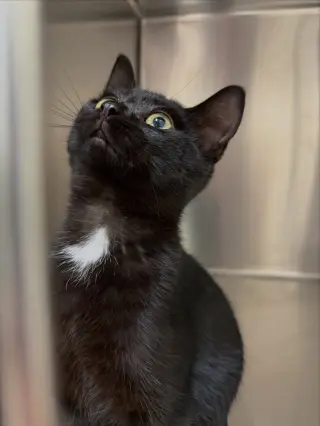 Vader