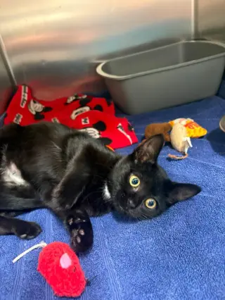 Vader