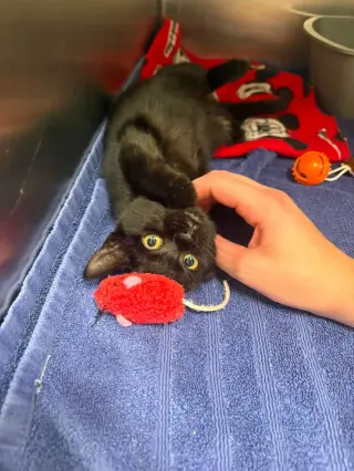 Vader