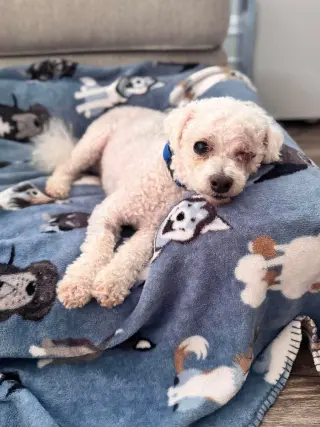 Teddy