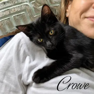 Crowe, Willow Grove Area, (FCID 07/24/2026-124)