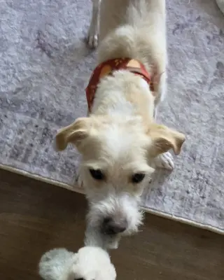 Otis