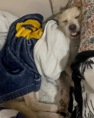 Otis