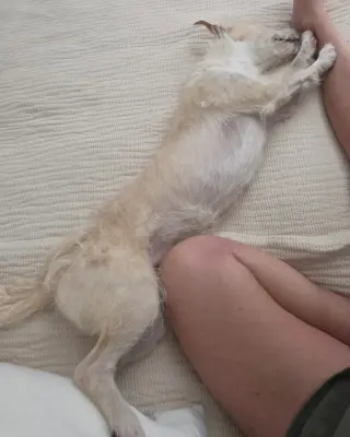 Otis