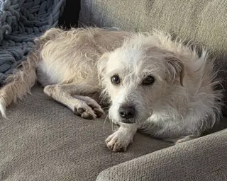 Otis
