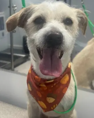 Otis
