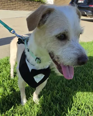 Otis